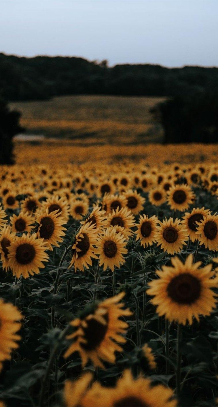 760x1420 Beautiful field of sunflowers Wallpaper, iPhone Wallpaper, Phone