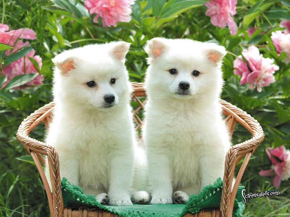 1160x870 Cute Puppy Dog Wallpaper Free Cute Puppy Dog Background, Desktop