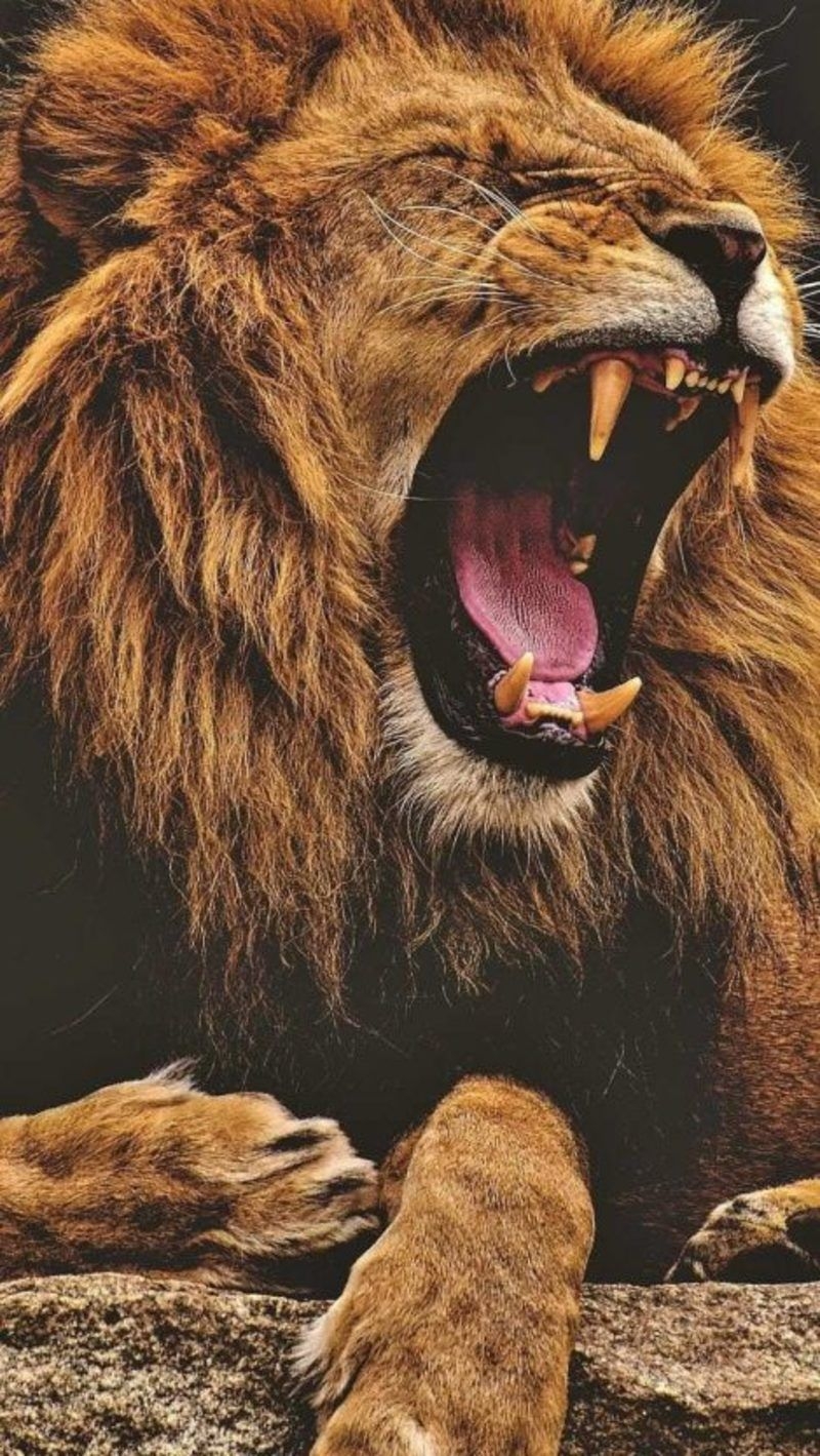 800x1420 Lion Roaring iPhone Wallpaper, Phone