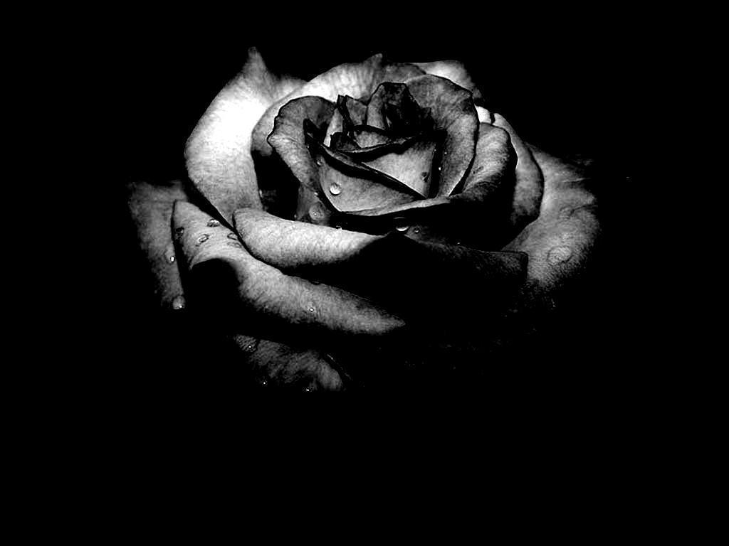 1030x770 Dark Roses Aesthetic Wallpaper, Desktop