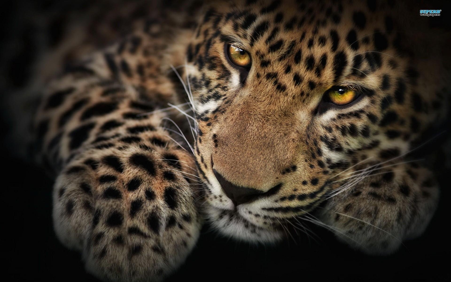 1920x1200 Wallpaper Leopard, Desktop