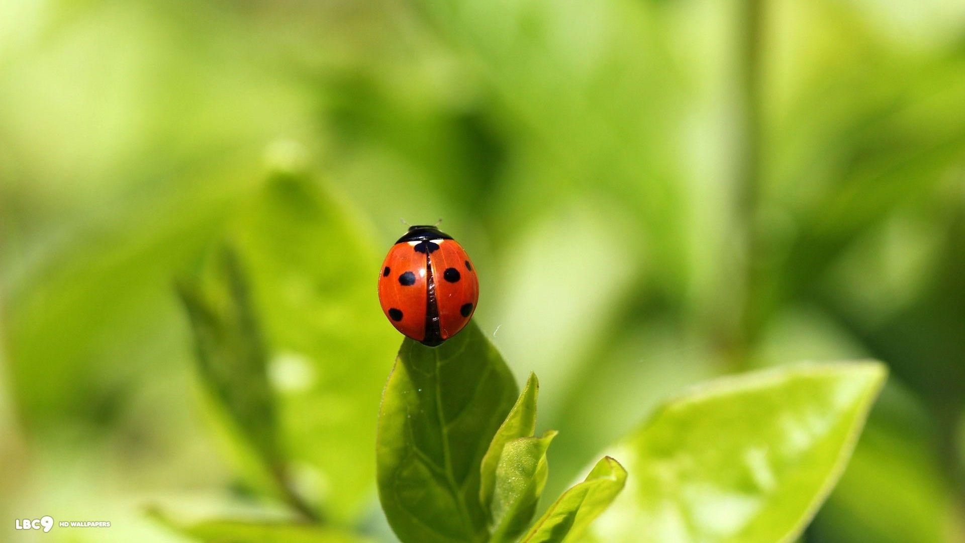 1920x1080 Ladybug Dots Wallpaper, Desktop