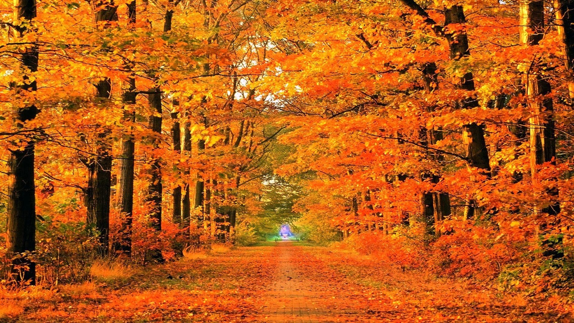 1920x1080 Beautiful Fall Picture Wallpaper, Desktop