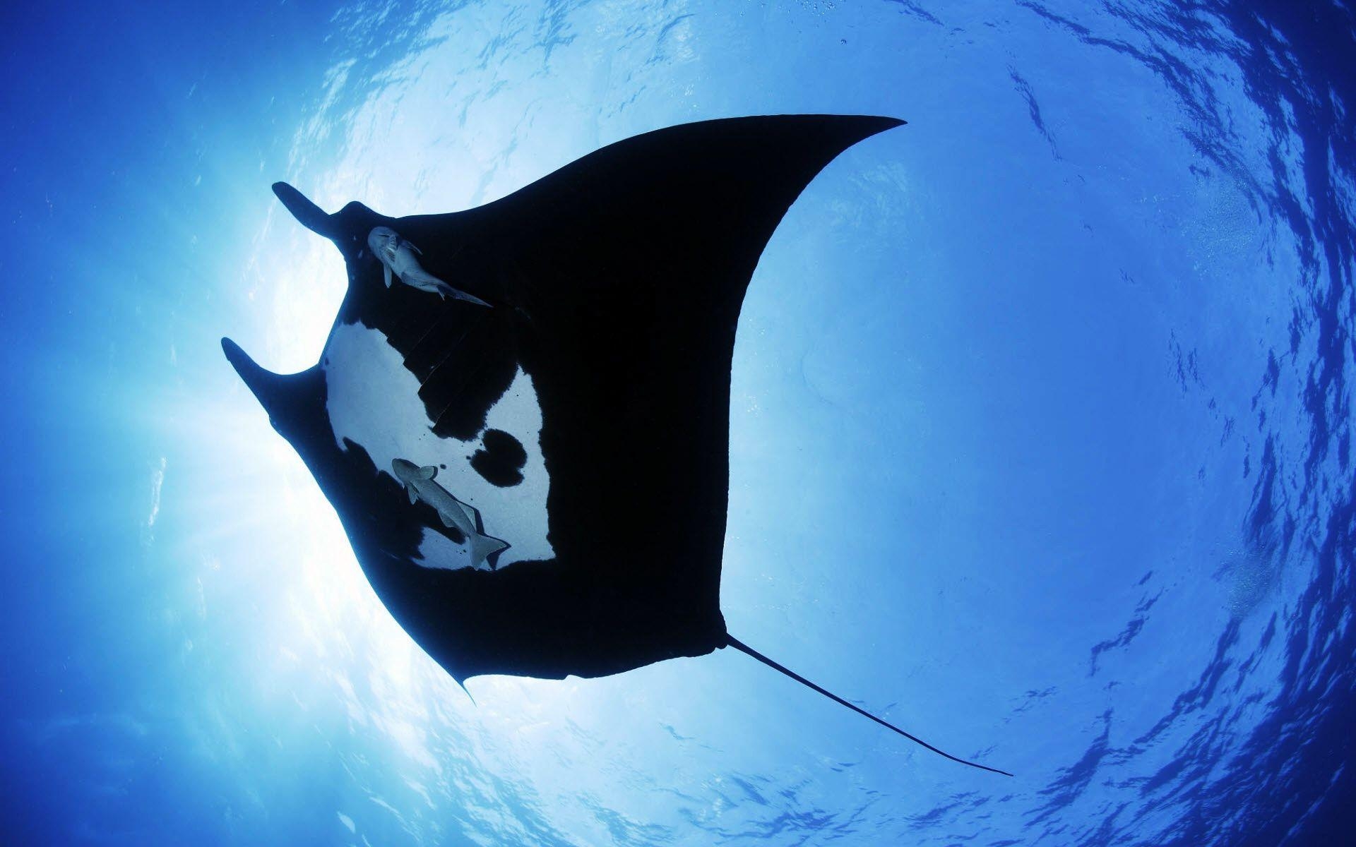 1920x1200 Manta Ray Sea Creature Wallpaper /animals, Desktop