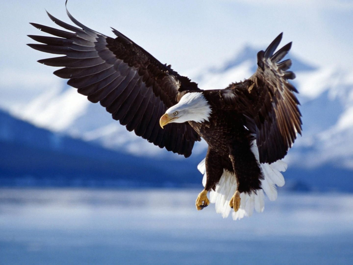 1440x1080 Flying Eagle Wallpaper, Desktop