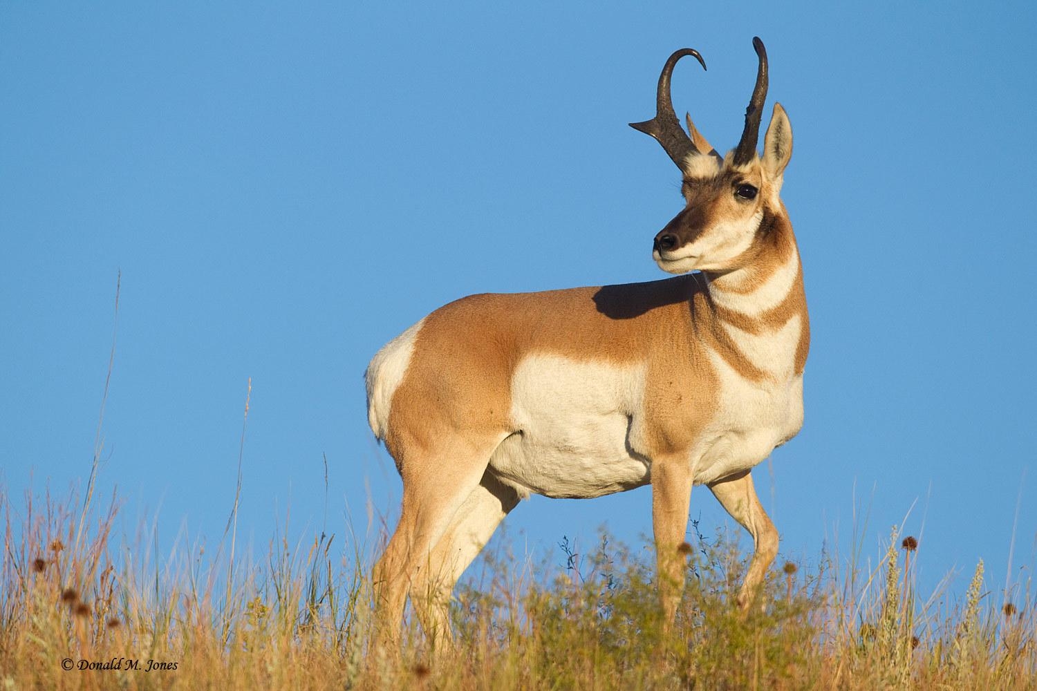 1500x1000 Pronghorn Wallpaper. Pronghorn, Desktop