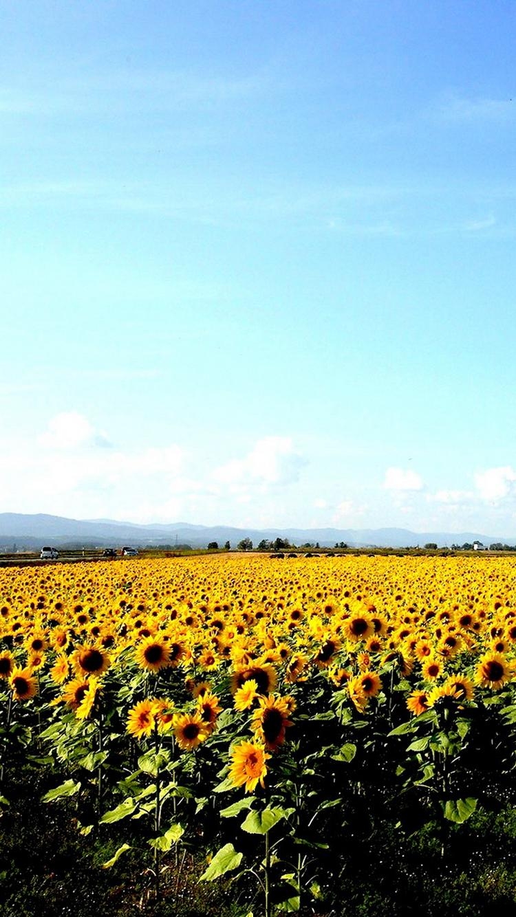 750x1340 Sunflower Field Clear Blue Sky iPhone 6 Wallpaper HD, Phone