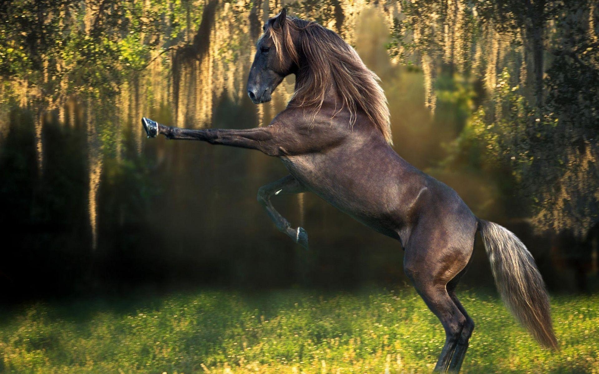 1920x1200 Wild Horse HD Wallpaper Wallpaper Inn, Desktop