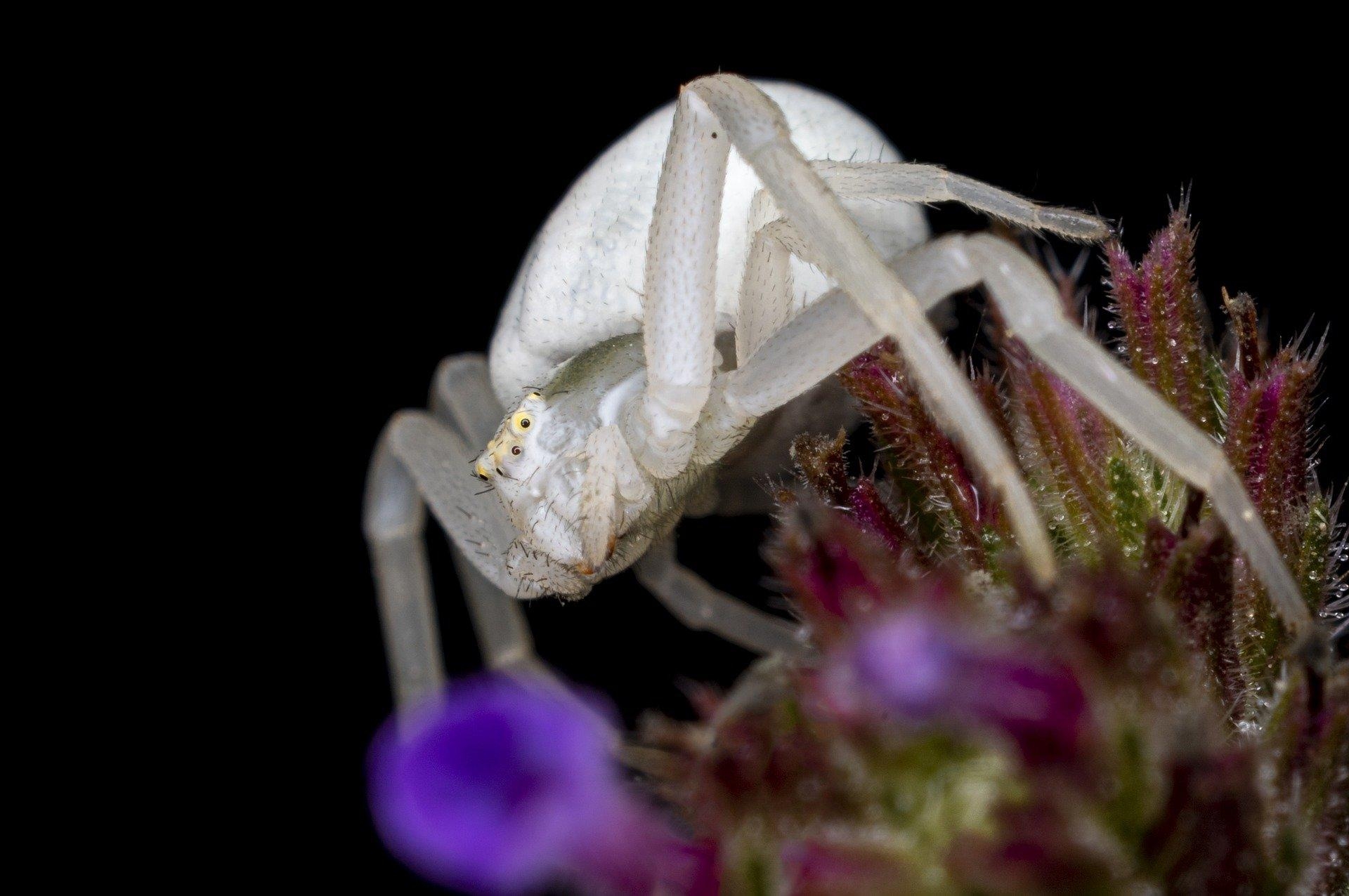 1920x1280 Misumena vatia, Crab Spider HD Wallpaper. Background Image, Desktop