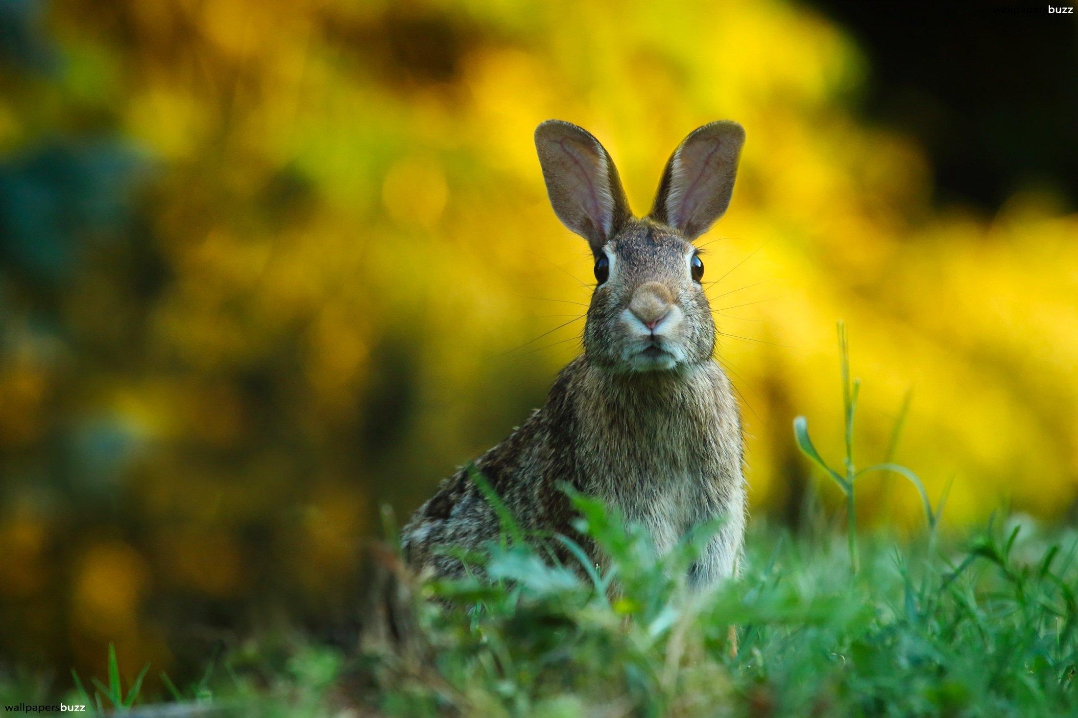 2210x1470 Curious hare HD Wallpaper, Desktop