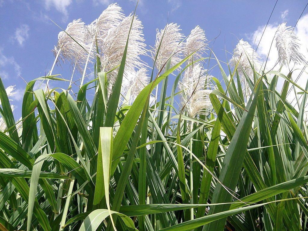 1030x770 Six generations of sugarcane. NolaVie and Culture in New, Desktop