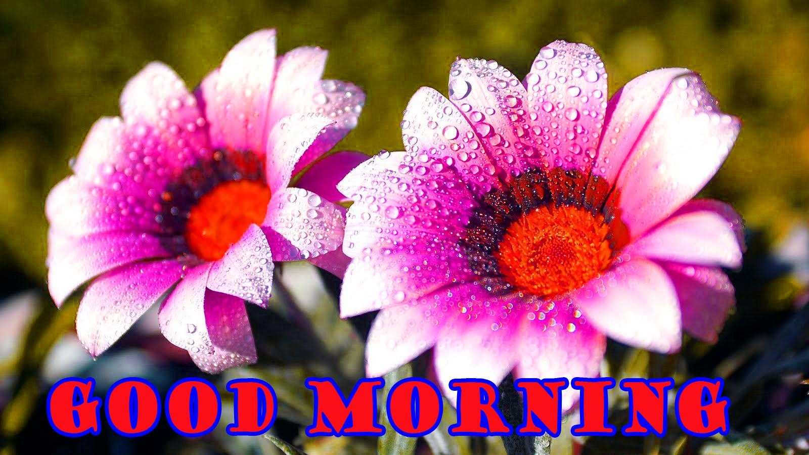 1600x900 Good Morning Flowers Photo Wallpaper Picture Free, Desktop