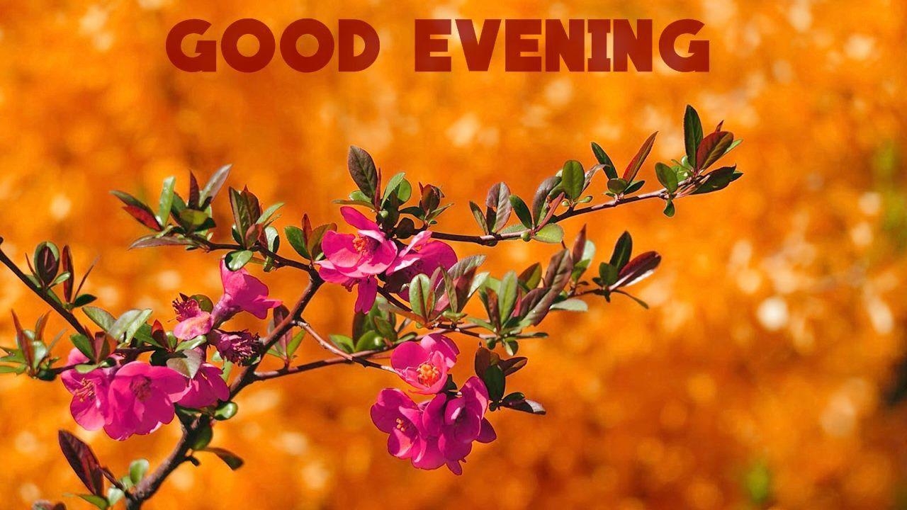 1280x720 good evening wallpaper. sekspic.com: Free image hosting script, Desktop