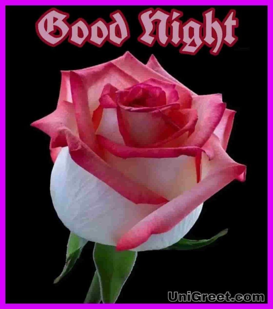 910x1030 Good Night Rose Image Photo Shayari Pics Status Picture, Phone