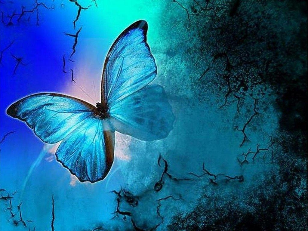 1030x770 Butterfly Wallpaper Normal, Desktop