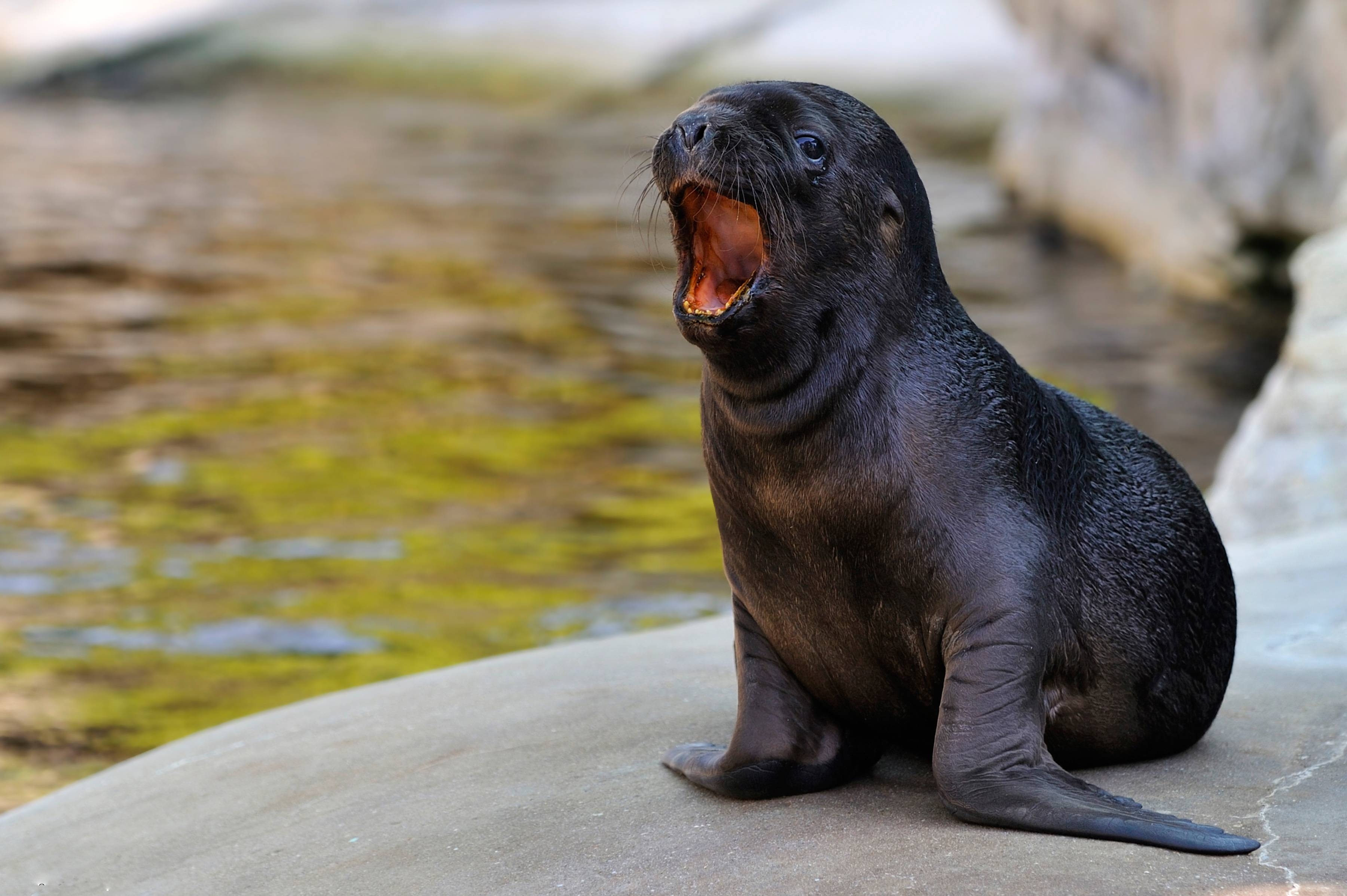 3600x2400 Sea lion pup Wallpaper. High Quality Wallpaper, Desktop