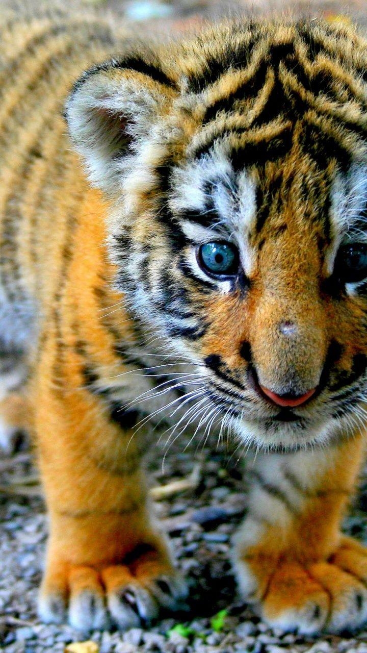 720x1280 Cute Tiger Cub Galaxy s3 wallpaper, Phone