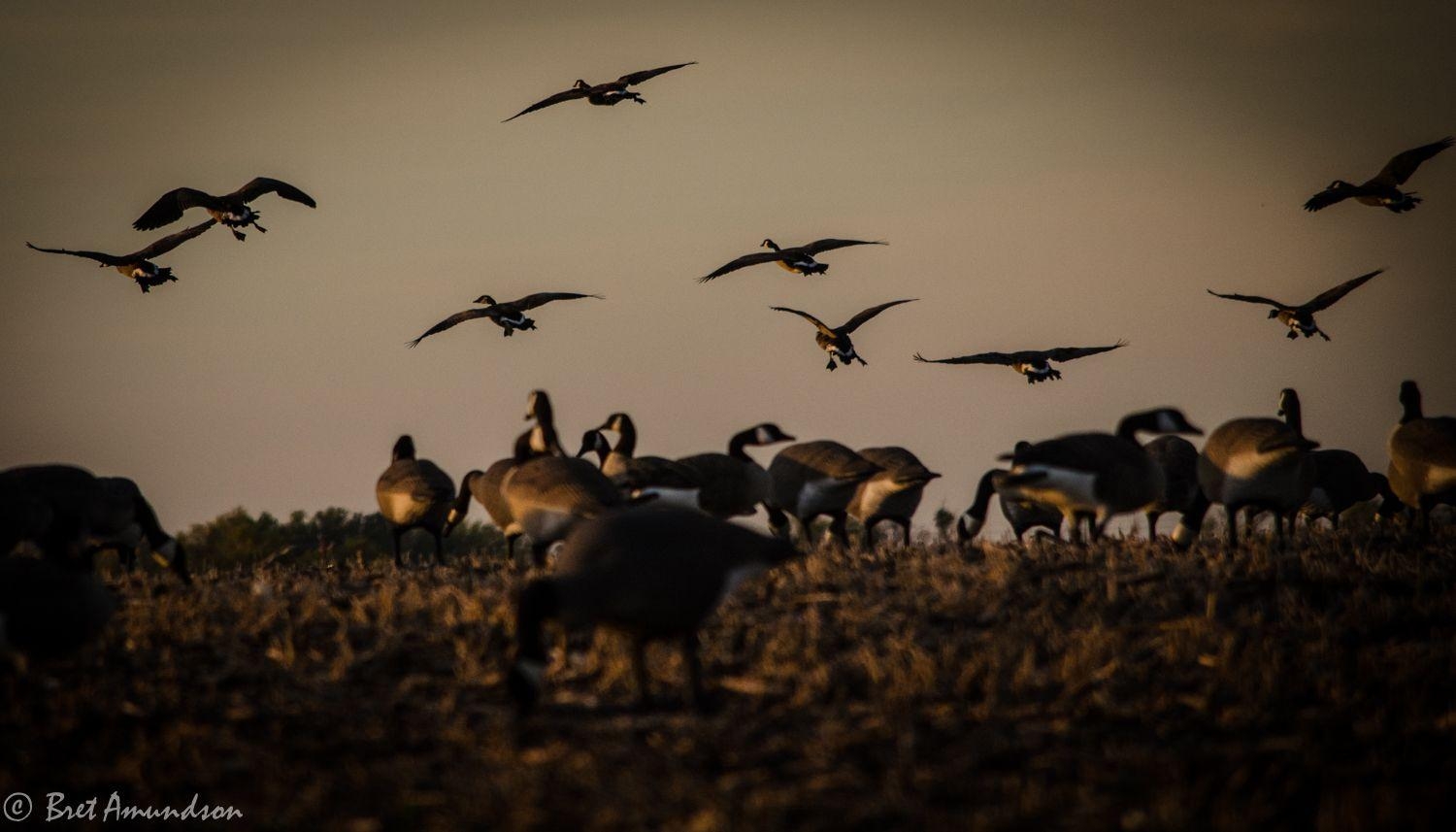 1500x860 Desktop Background: Goose Hunting Wallpaper, Goose Hunting, Desktop