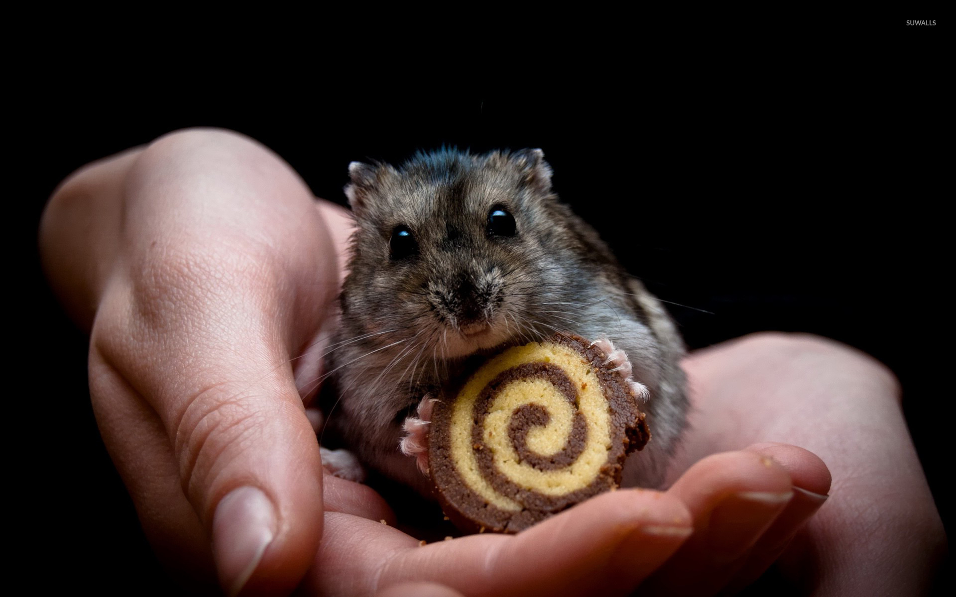 1920x1200 Hamster eating cookie wallpaper wallpaper, Desktop