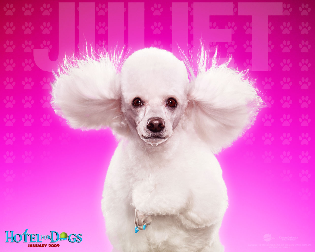 1280x1030 Free download Pink Dog Wallpaper Background on this Dogs Wallpaper Background [] for your Desktop, Mobile & Tablet. Explore Pink Poodle Wallpaper. Toy Poodle Wallpaper, Standard Poodle Wallpaper, Free, Desktop