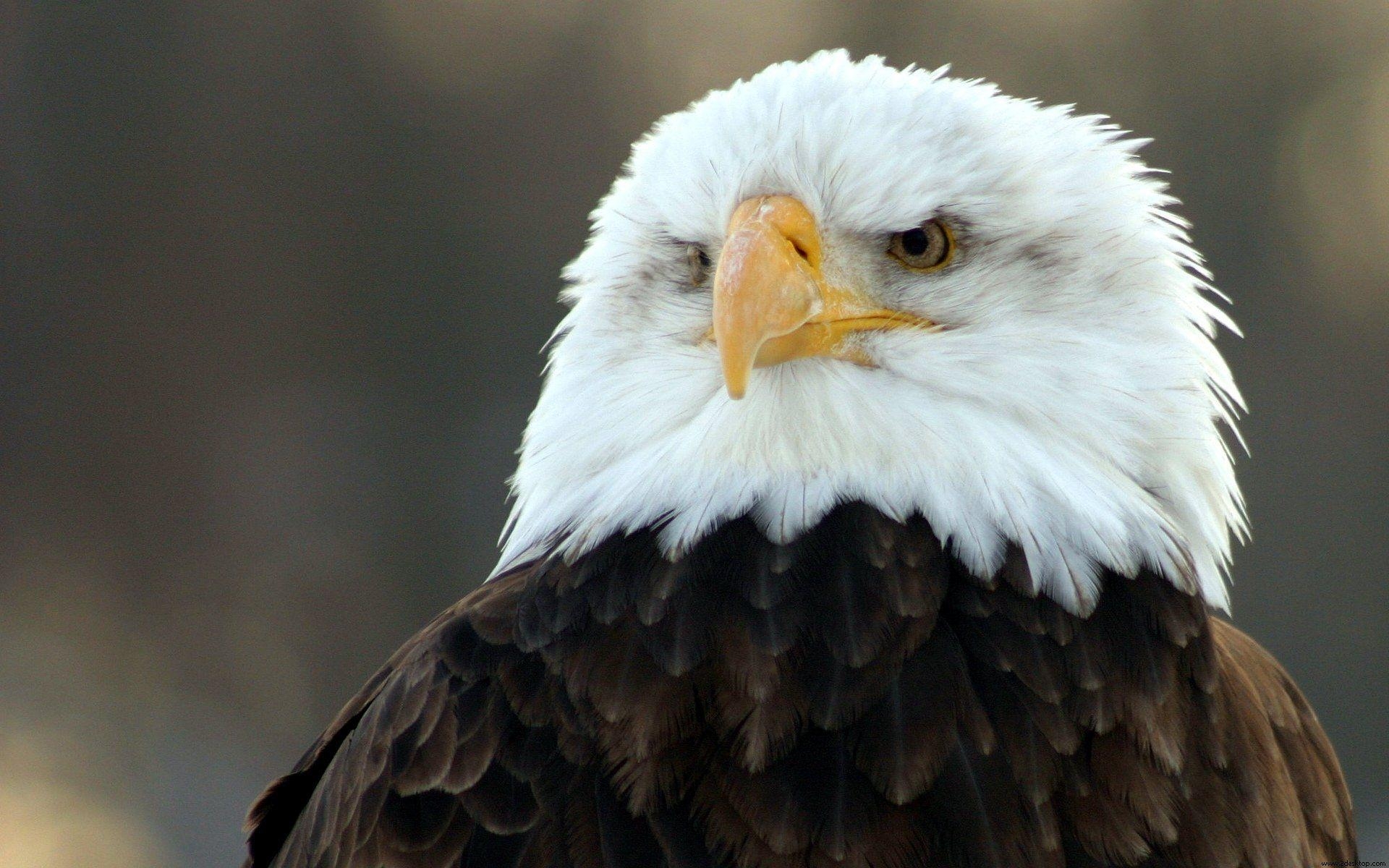 1920x1200 Eagle. Free Download HD Desktop Wallpaper Background Image, Desktop