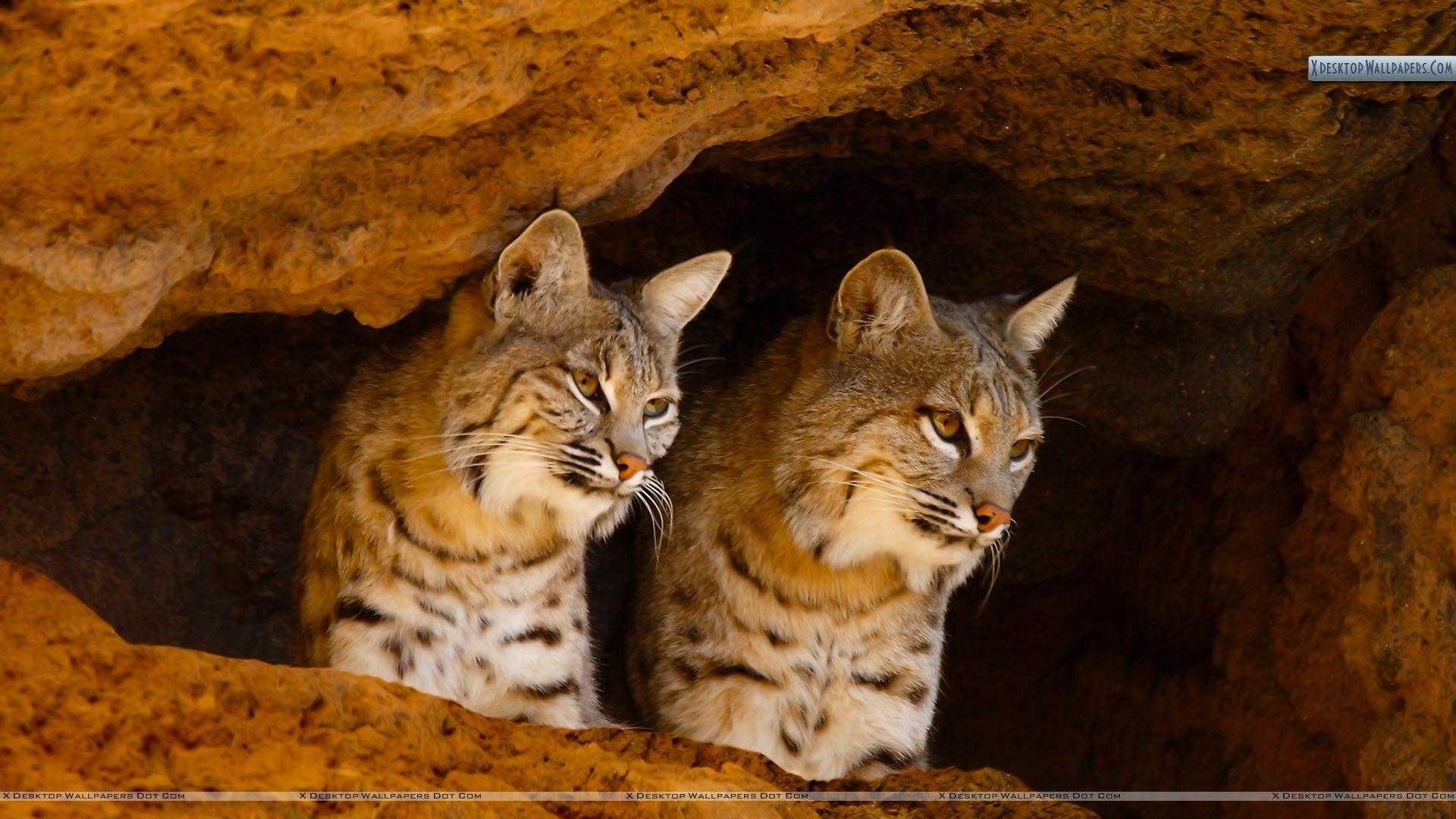 1920x1080 Bobcats, Tucson, Arizona Wallpaper, Desktop