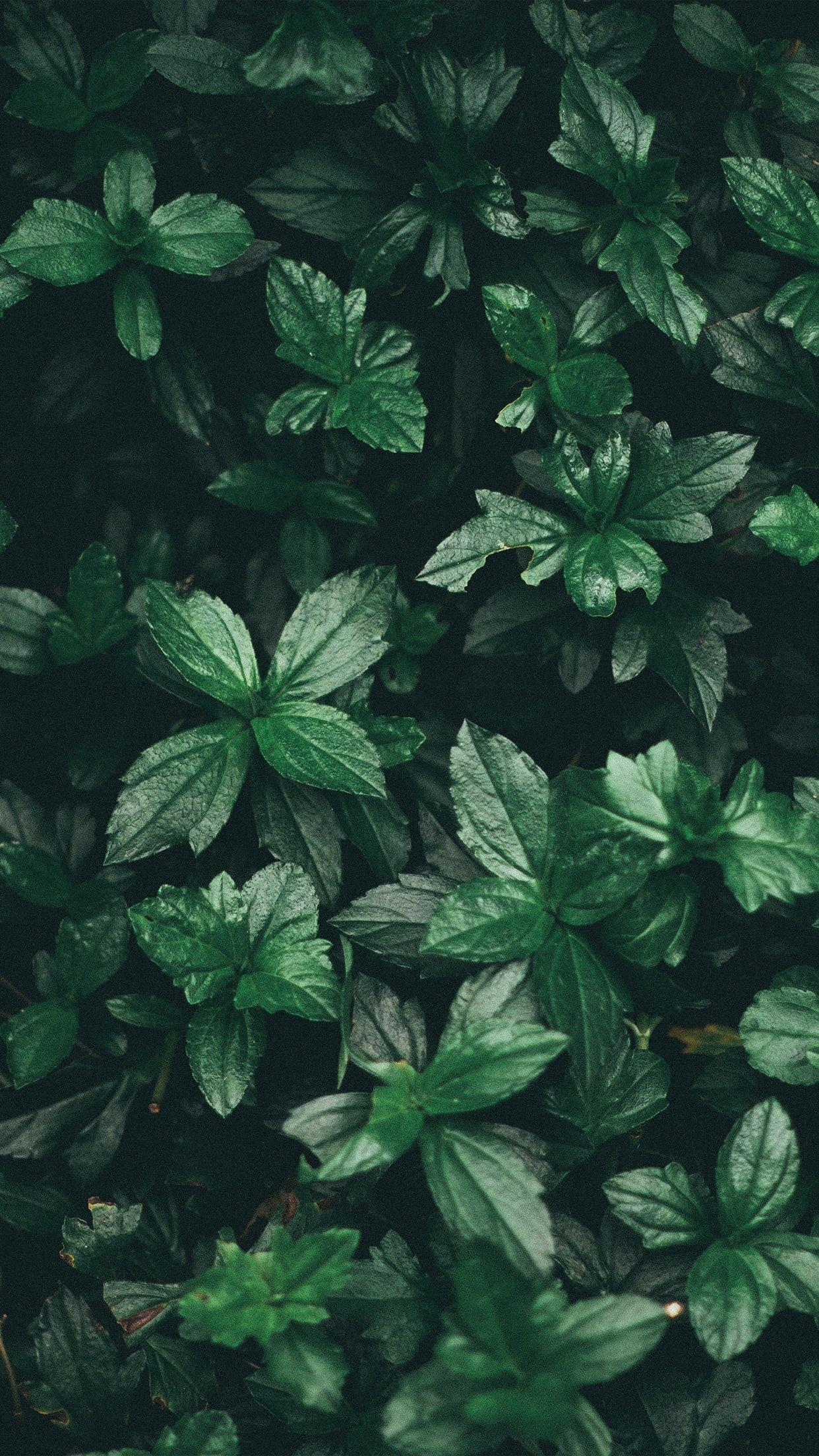 1250x2210 iPhone wallpaper. leaf summer dark, Phone