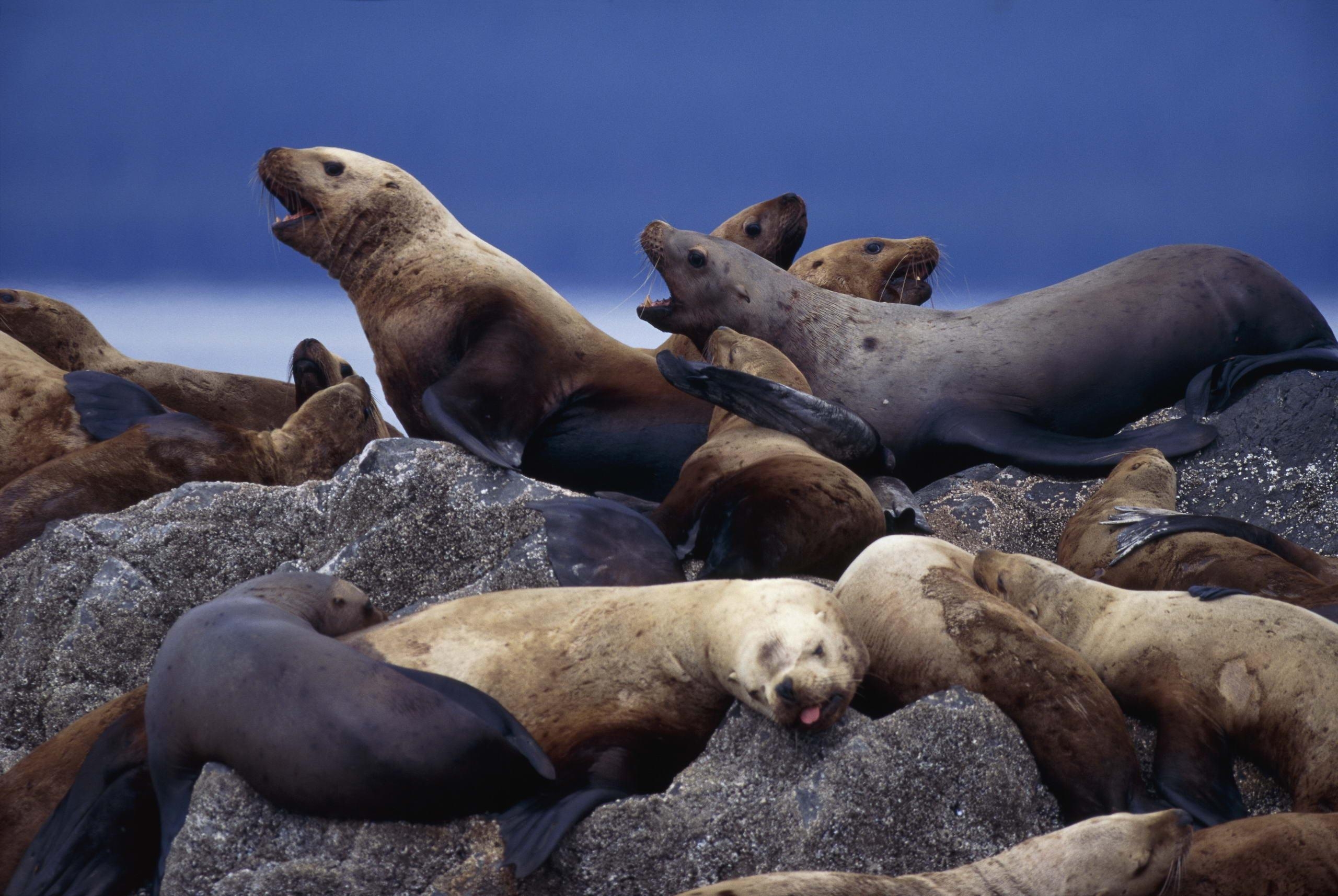 2560x1720 Sea Lion Wallpaper. Sea Lion Background, Desktop