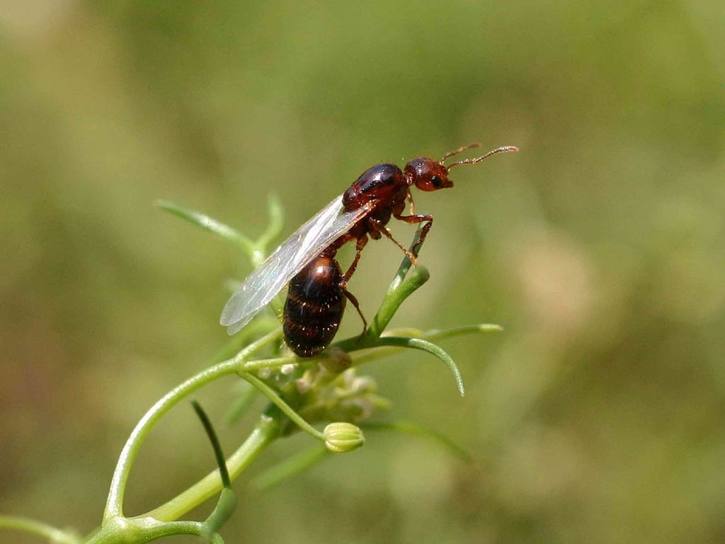 1030x770 Free Fire Ant Wallpaper download, Desktop