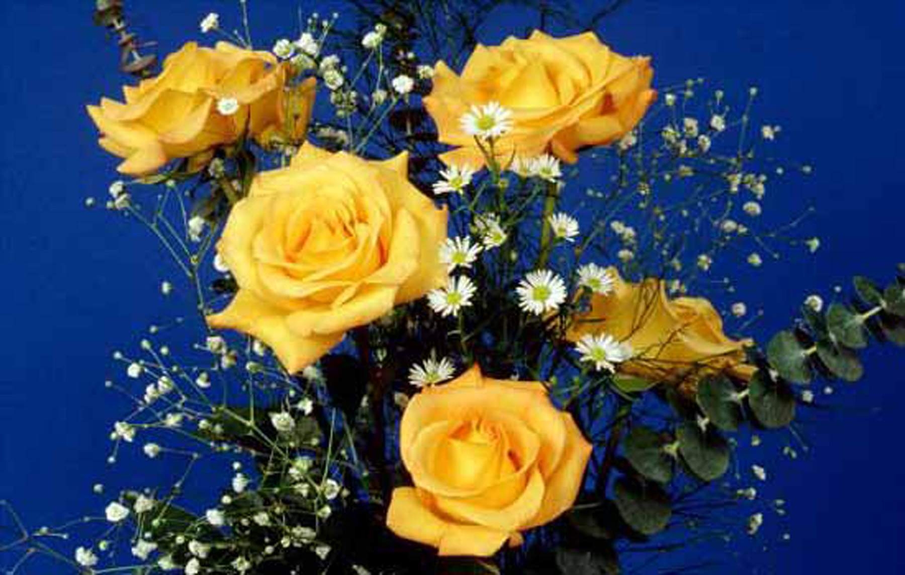 1800x1150 Flowers For > Yellow Roses Flowers Wallpaper, Desktop