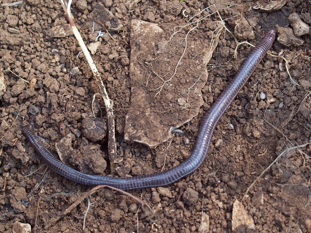 1030x770 Blanus tingitanus Busack, 1988 Worm Lizard, Desktop