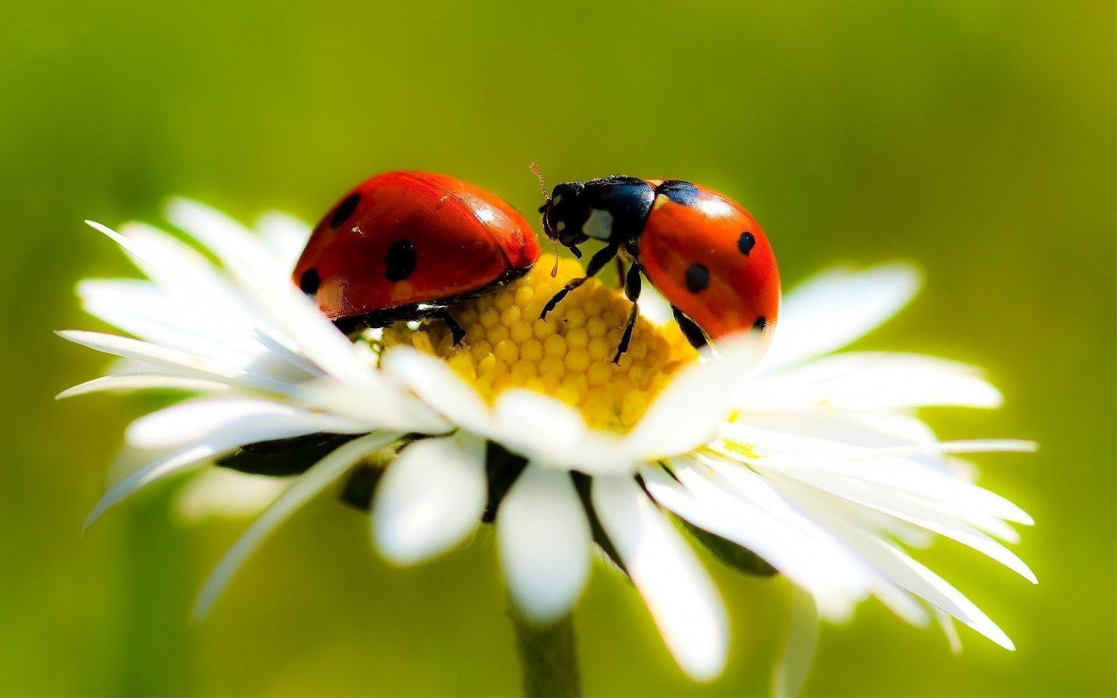 1600x1000 image Of Ladybugs. Hd Ladybug Wallpaper With Two Ladybugs On A, Desktop