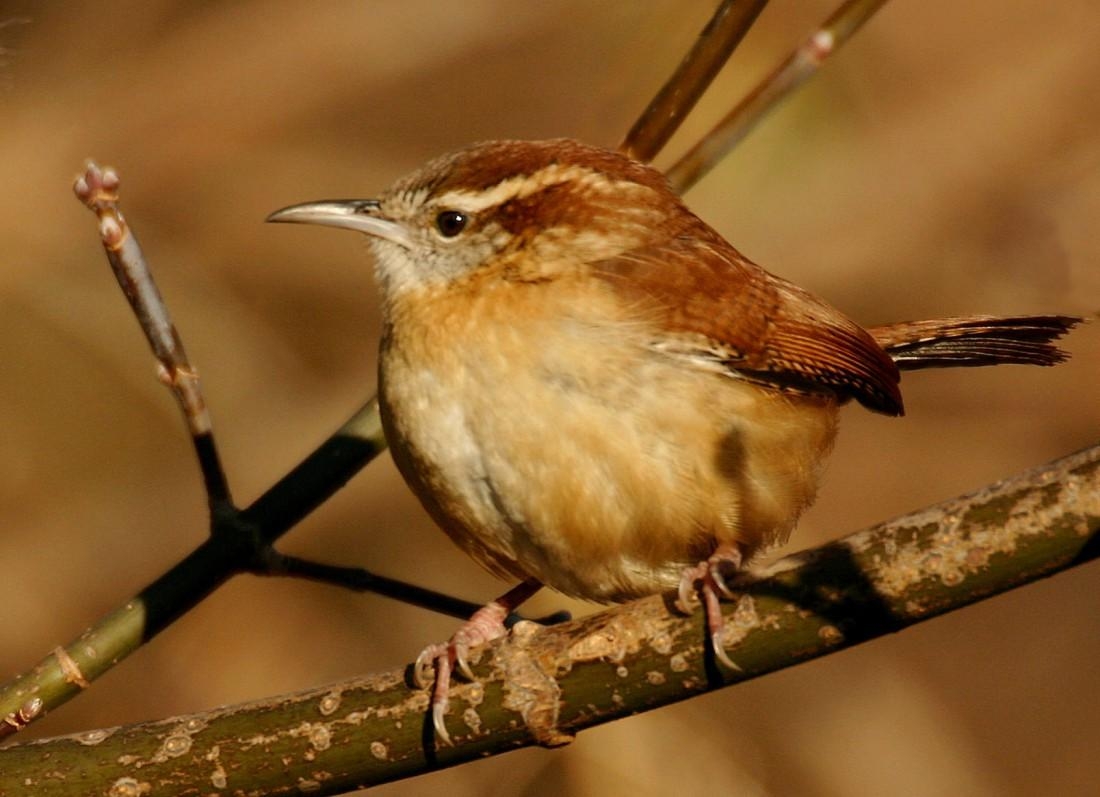 1100x800 wren windows wallpaper. wren. Tokkoro.com Amazing, Desktop