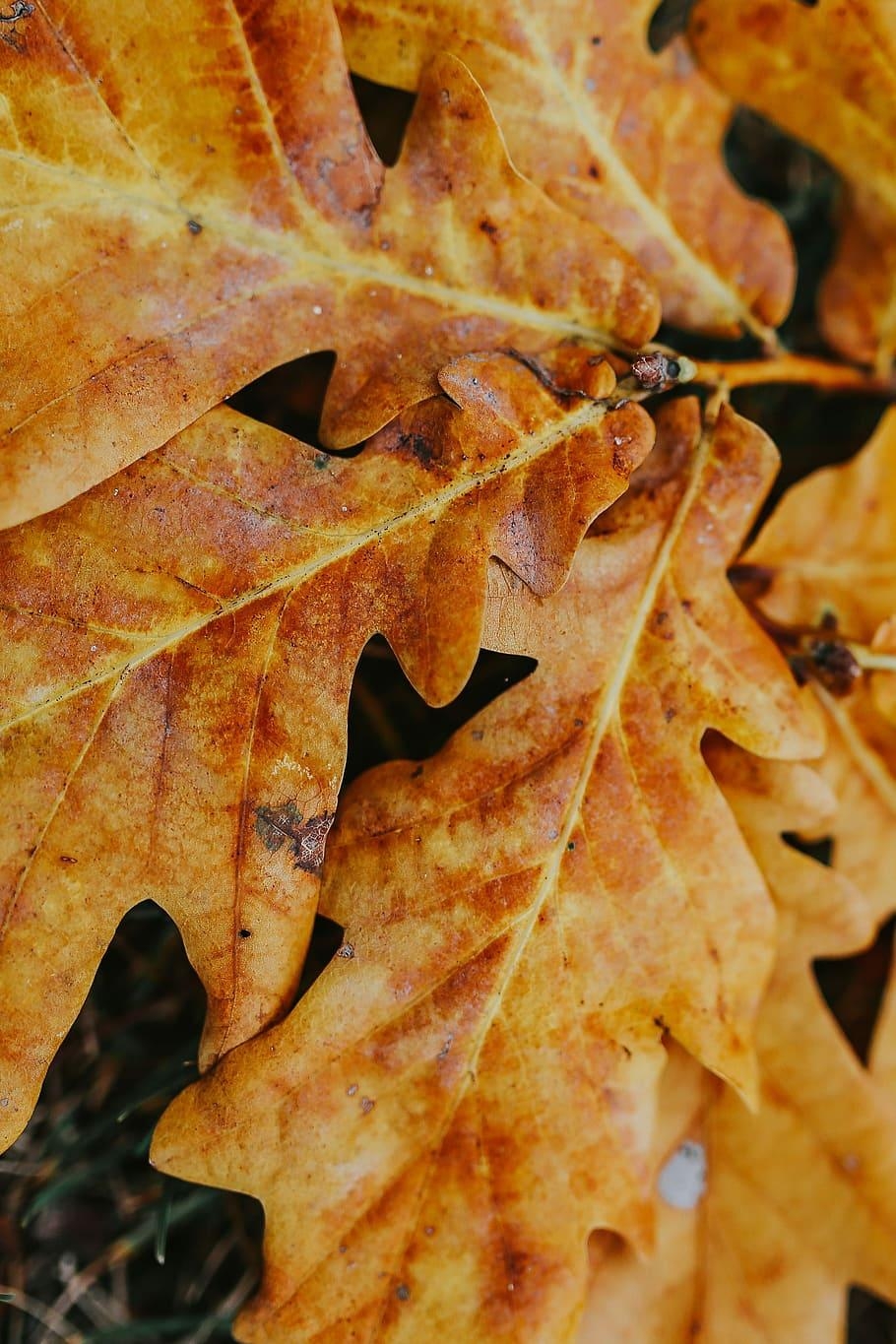 910x1370 HD wallpaper: Autumn leaves on the ground, yellow, mobile, Phone