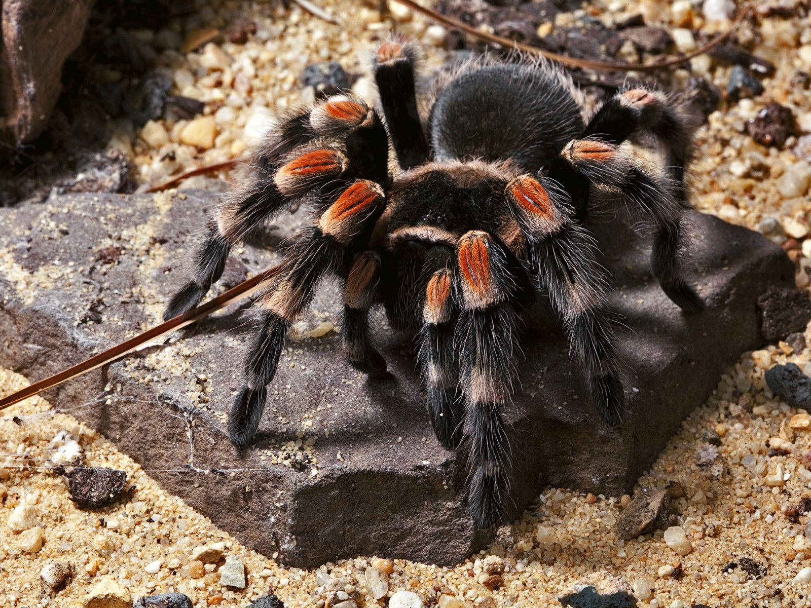 1600x1200 4K Ultra HD Tarantula Wallpaper for Free, Pics, Desktop