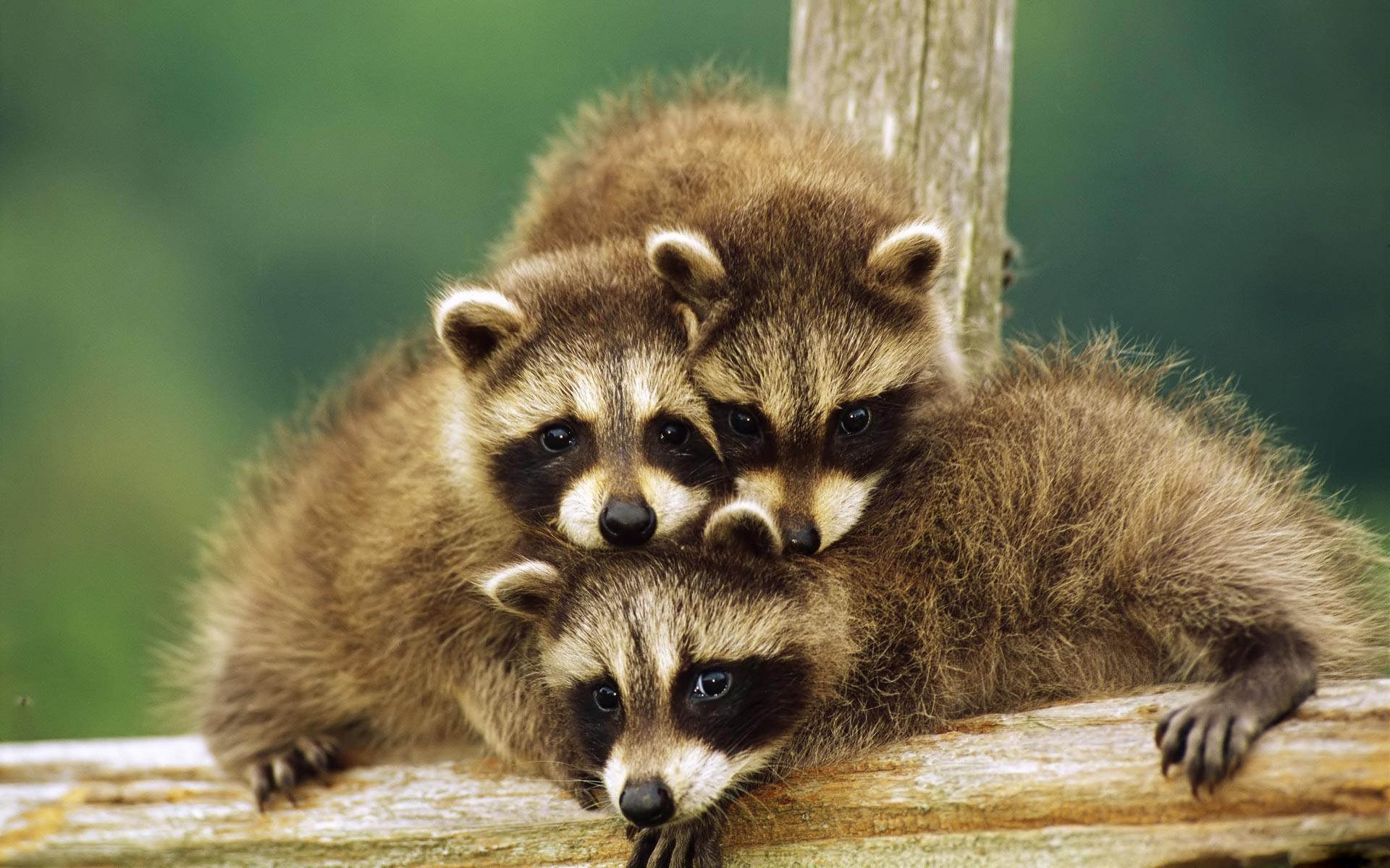 1920x1200 Baby Raccoons Wallpaper, Desktop