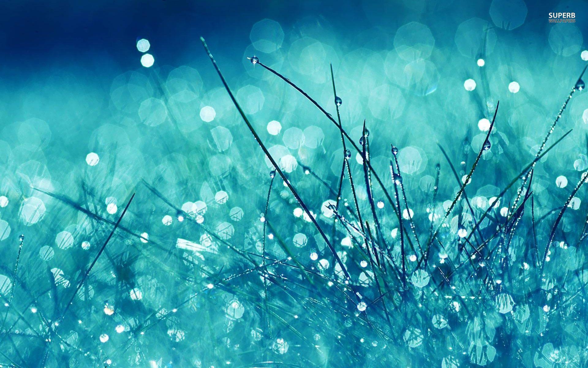 1920x1200 Rain drops on grass wallpaper wallpaper - #, Desktop