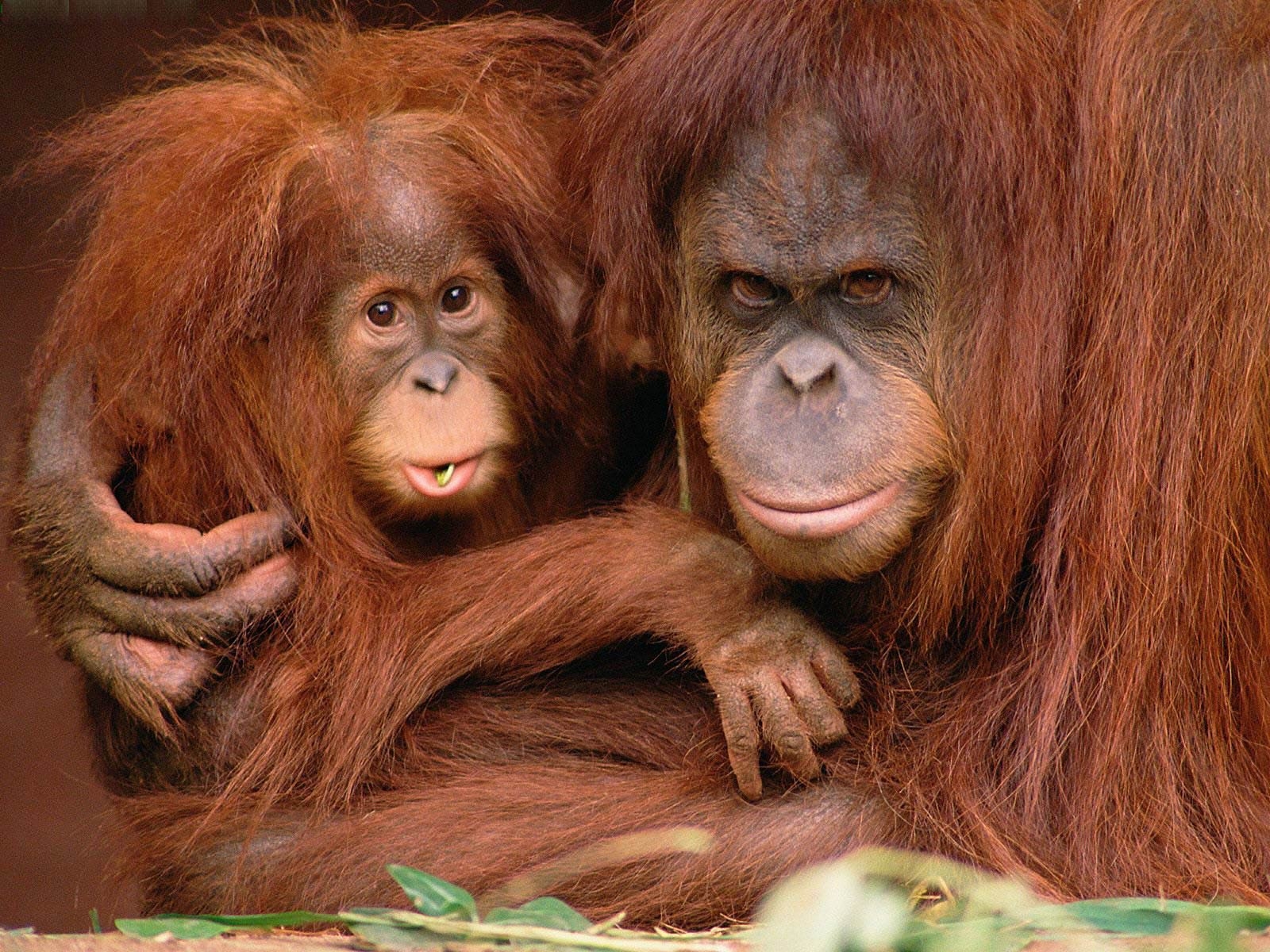 1600x1200 Orangutan Wallpaper 12 X 1200, Desktop