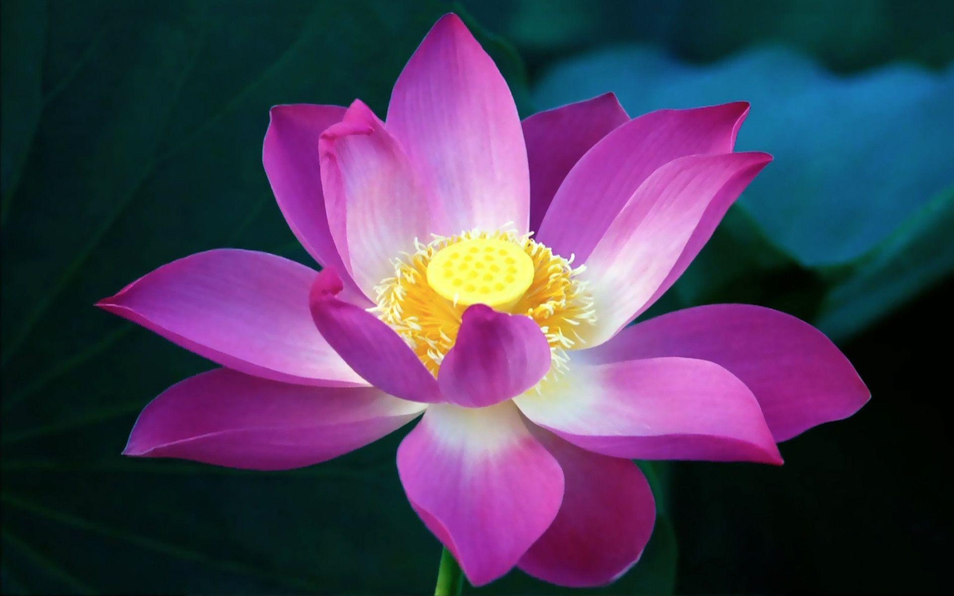 1920x1200 Lotus Flowers Wallpaper HD wallpaper search, Desktop