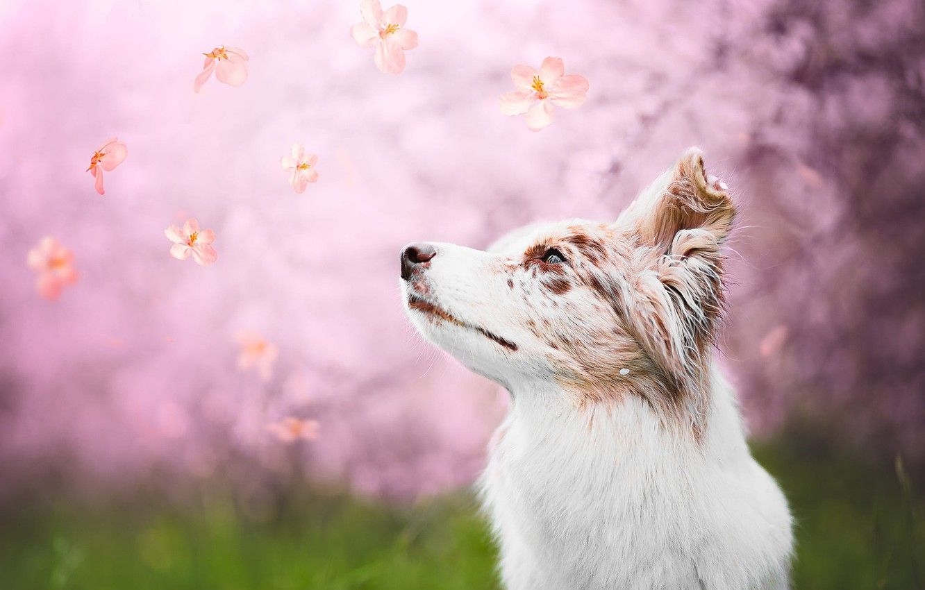 1340x850 Wallpaper grass, look, face, nature, background, mood, pink, glade, portrait, dog, spring, petals, white, blurred background, fly, looking up image for desktop, section собаки, Desktop