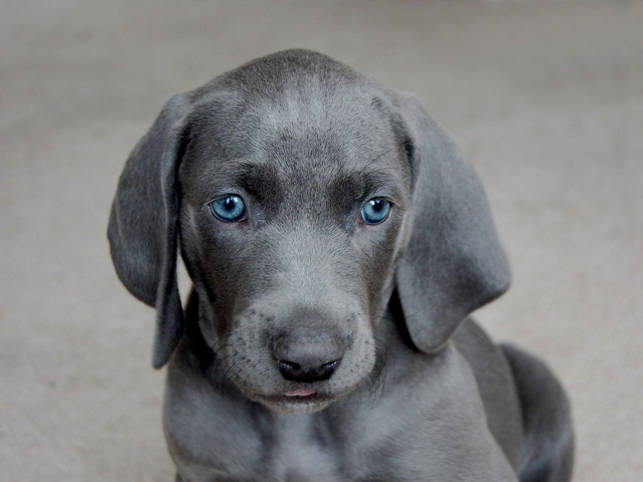 2050x1540 Pretty blue eyes of weimaraner wallpaper, Desktop