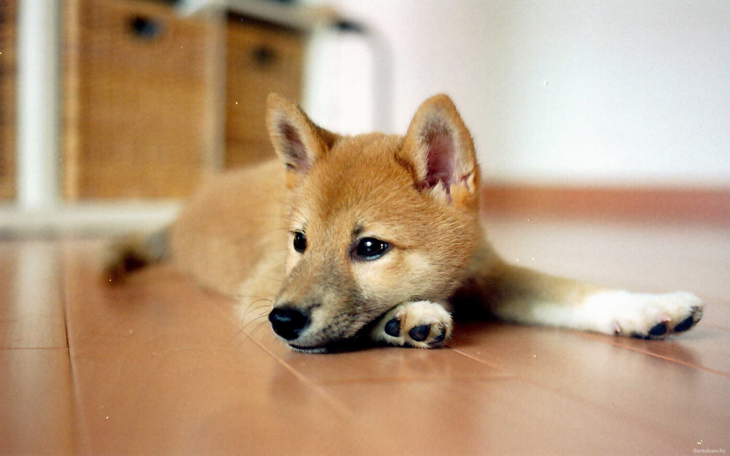 2560x1600 Shiba Inu Puppies (id: 66304), Desktop