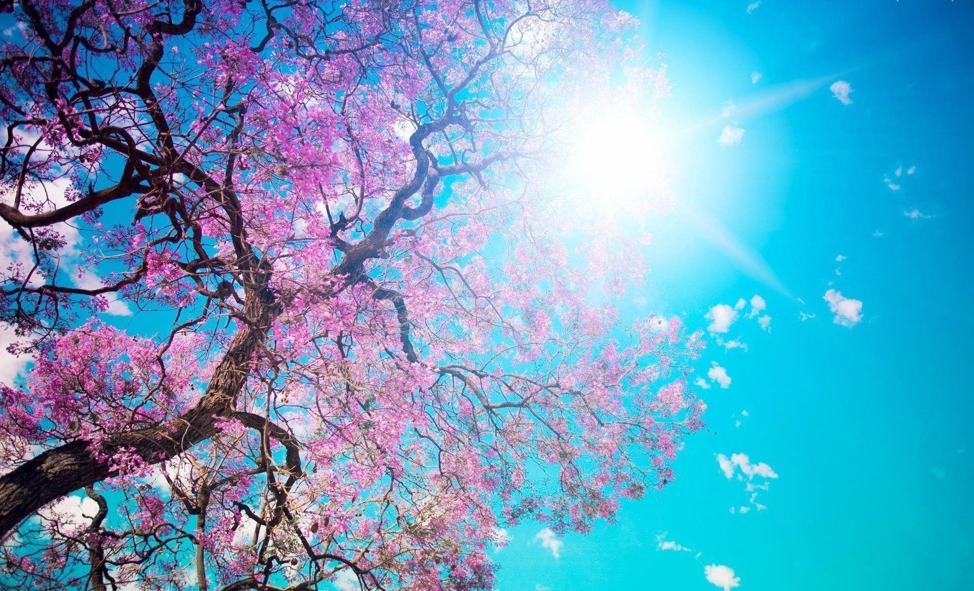 1920x1170 Pink On Spring Tree HD Wallpaper, Desktop