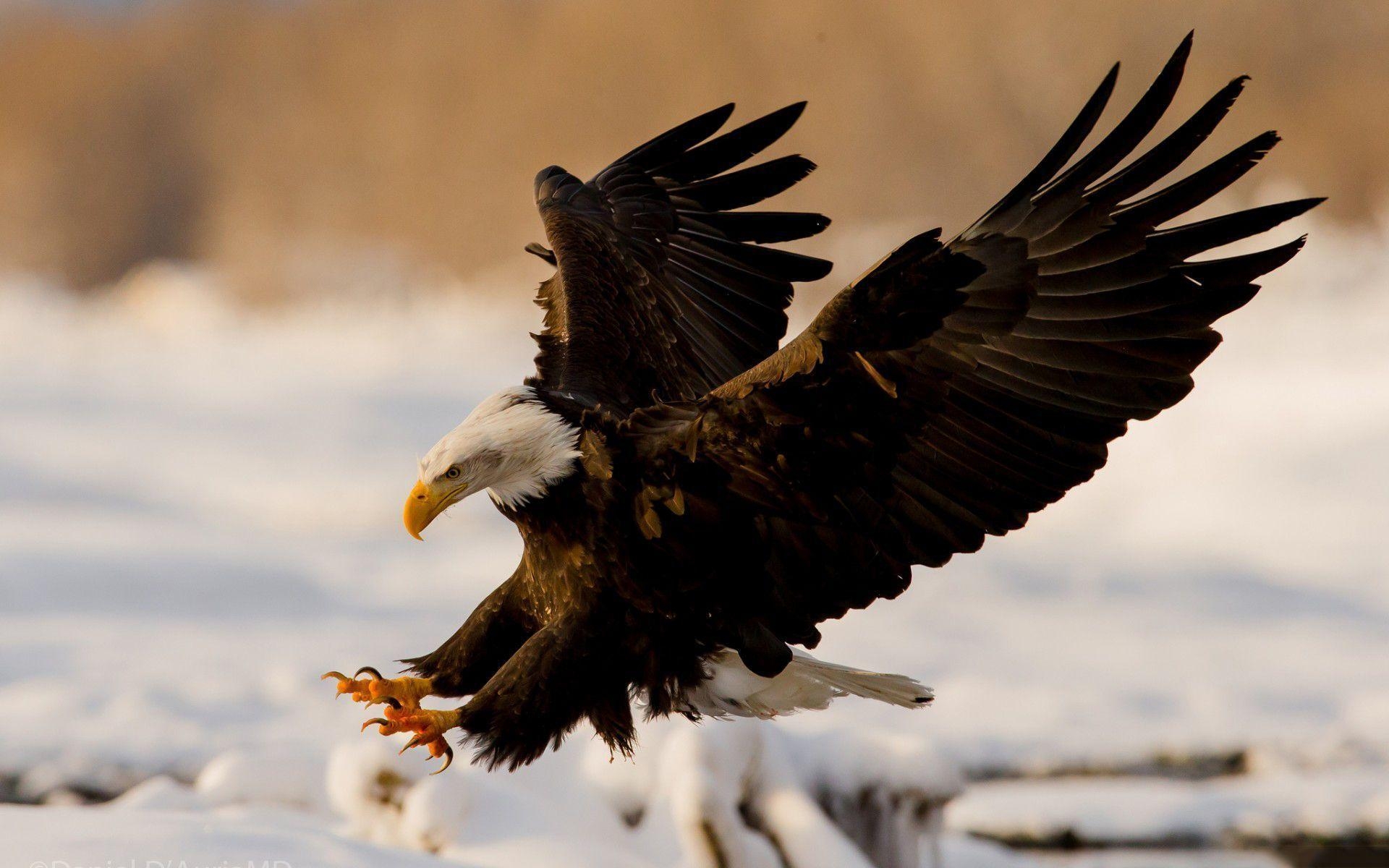 1920x1200 American eagle symbol black and white beautiful bald eagle, Desktop