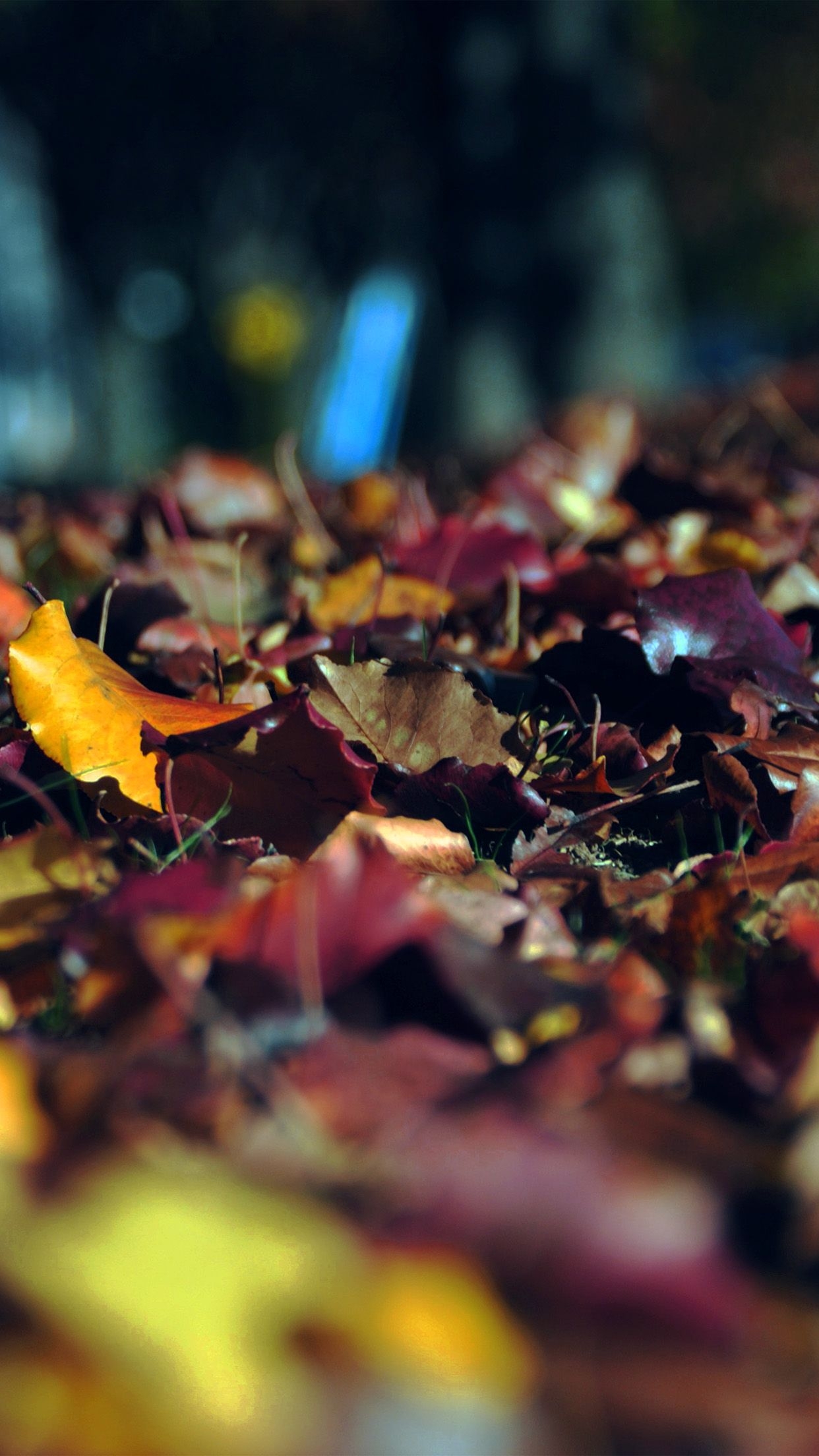 1250x2210 fall mountain leaf brown bokeh nature dark, Phone