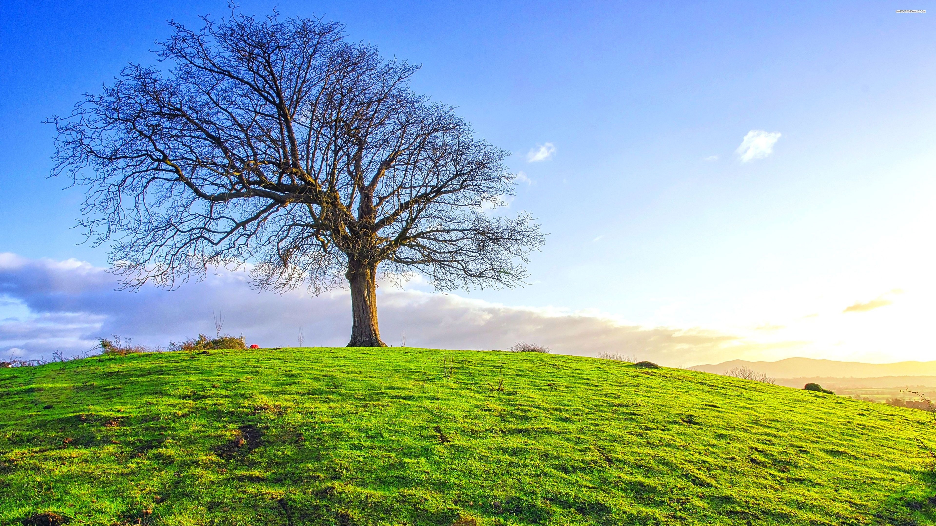 3840x2160 24 2016 Scripture. Field Wallpaper, Bare Tree, Nature, Desktop