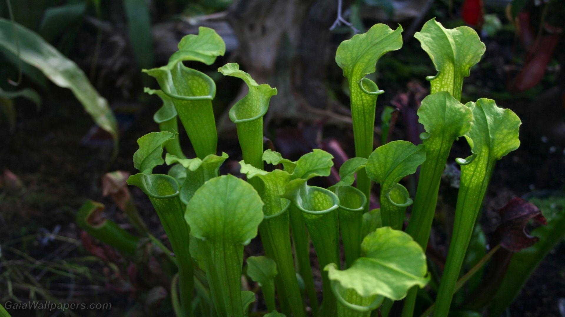 1920x1080 Carnivorous plants wallpaper Desktop Wallpaper, Desktop