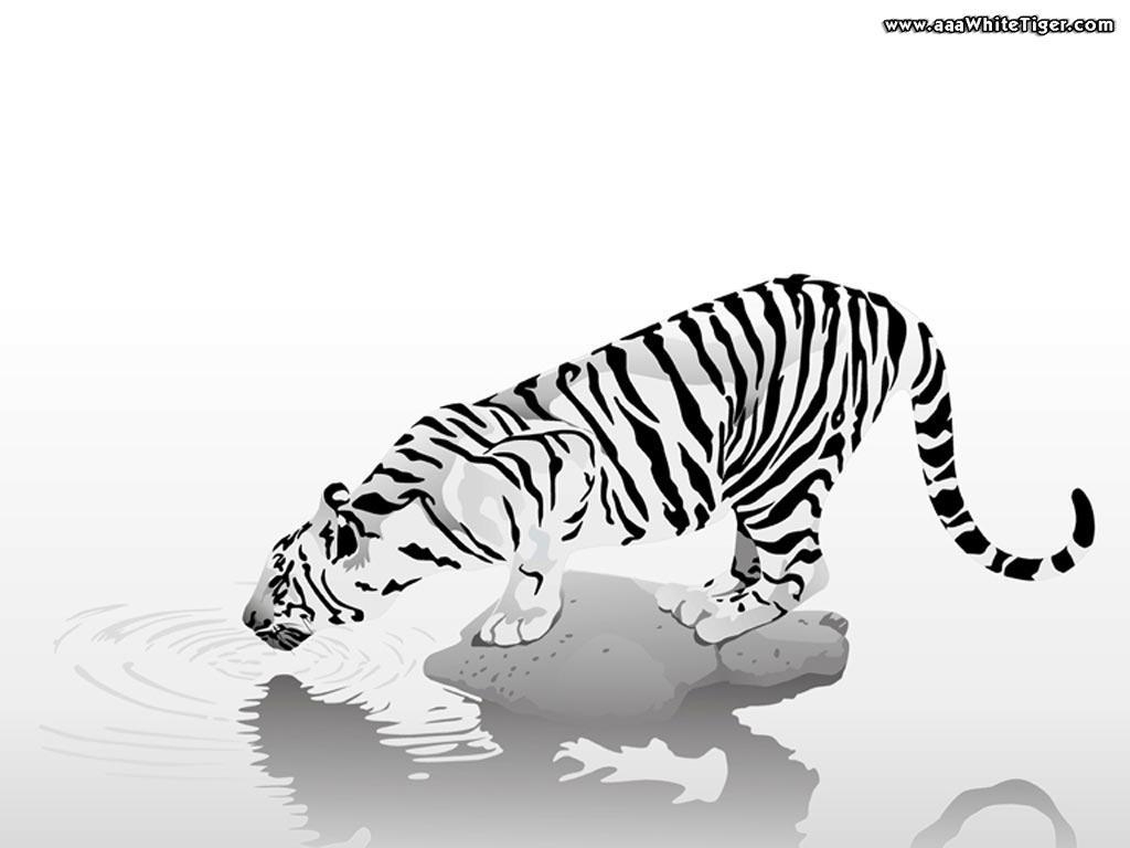 1030x770 Beautiful white tiger wallpaper, Desktop