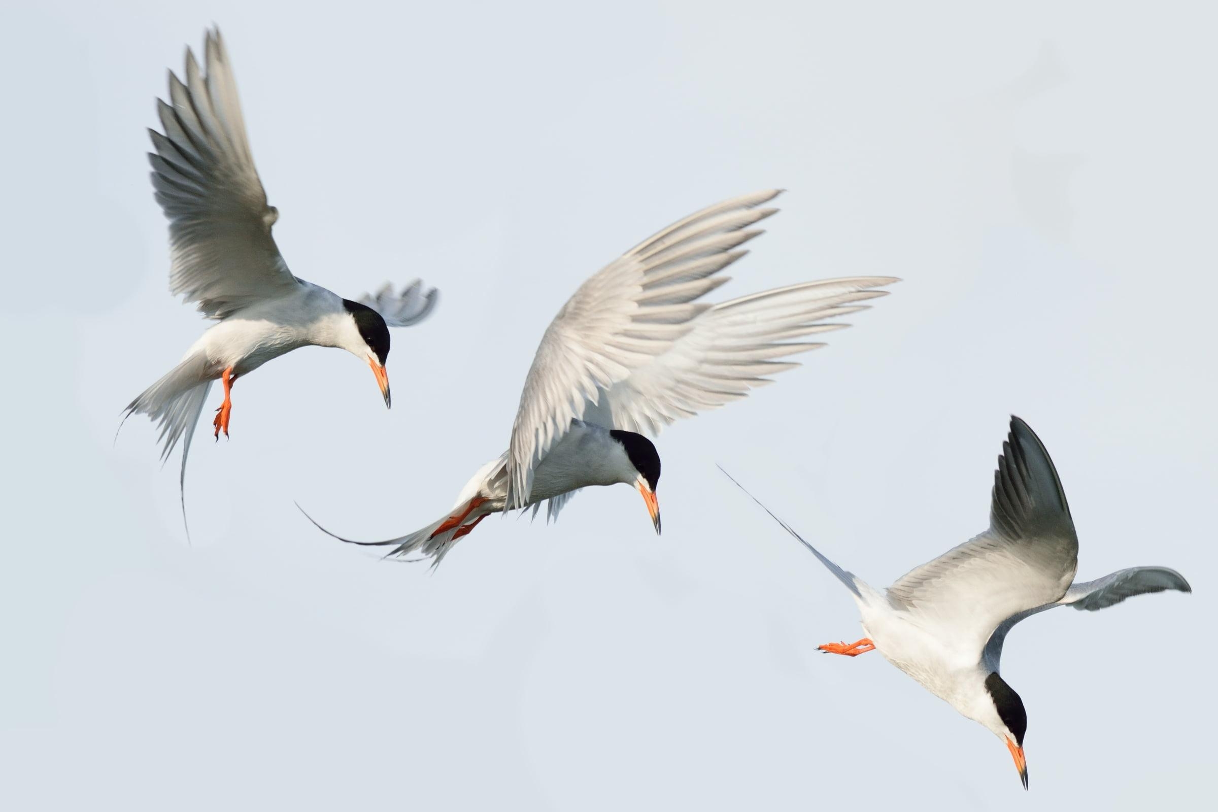 2400x1600 Photo Of Three White And Black Birds, Tern HD Wallpaper, Desktop