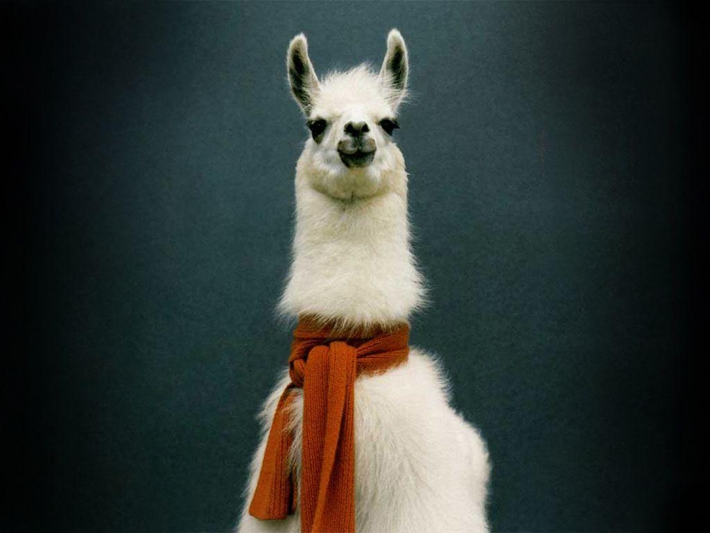 1030x770 Llama Wallpaper 7 X 768, Desktop